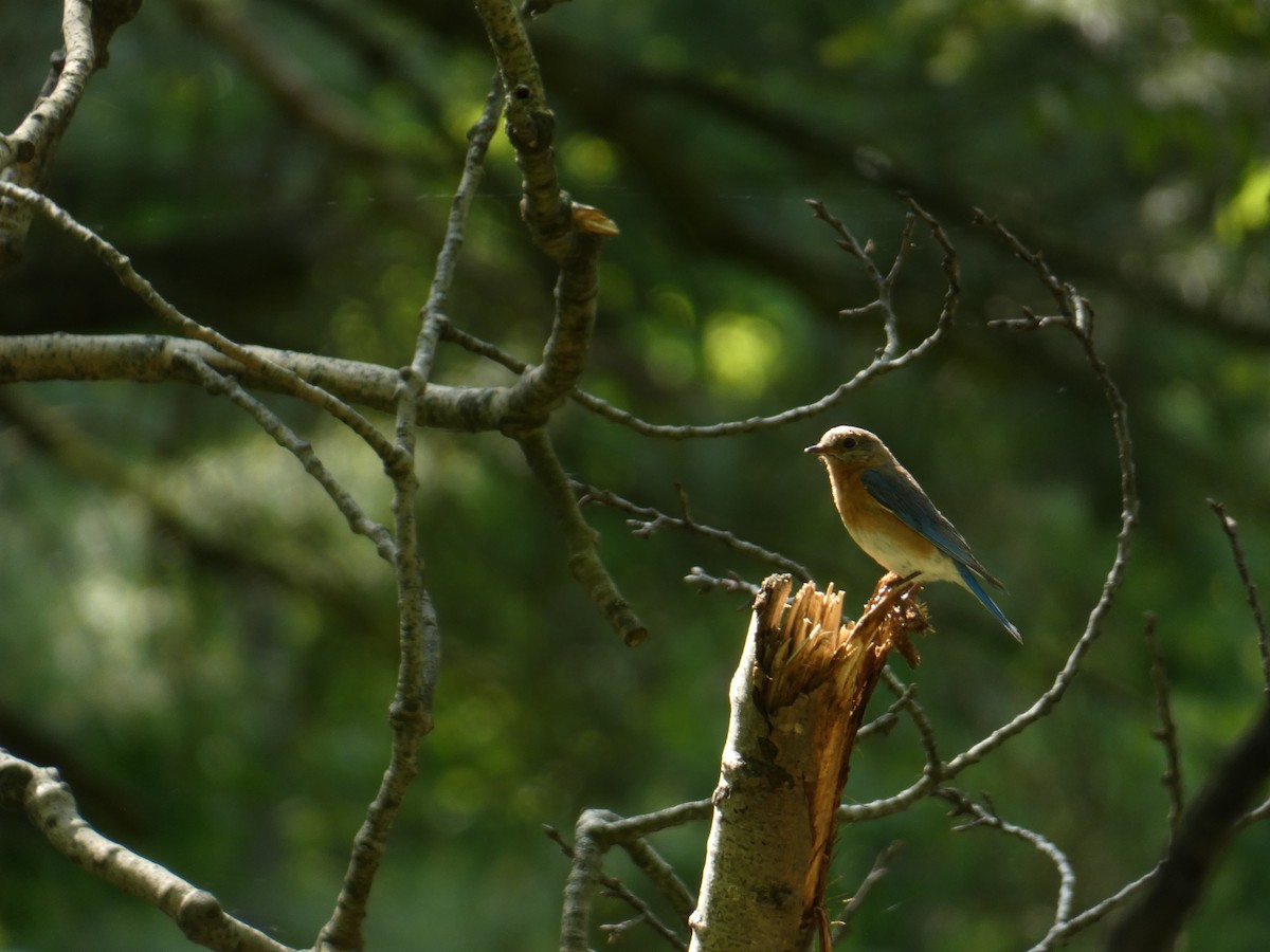 Eastern Bluebird - ML638684312