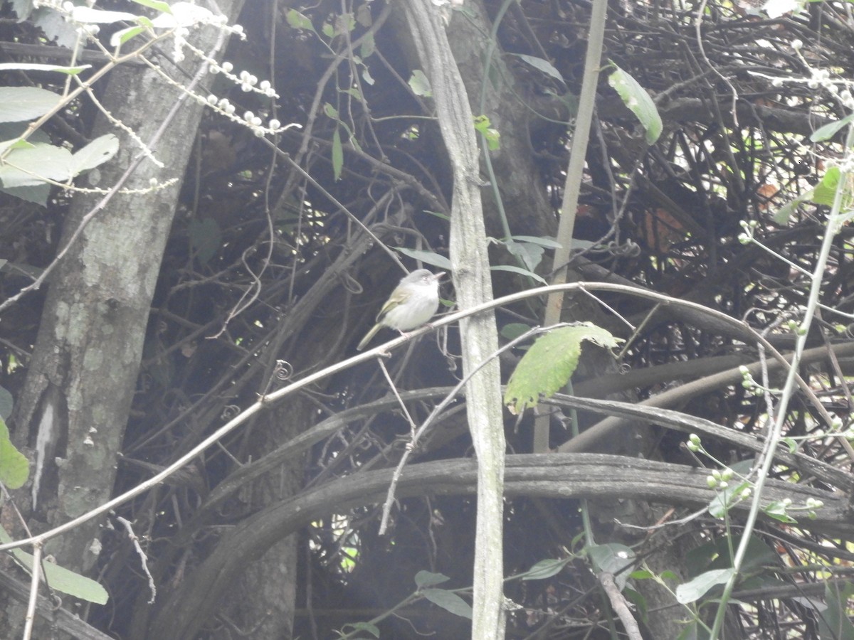 Pearly-vented Tody-Tyrant - ML638684313