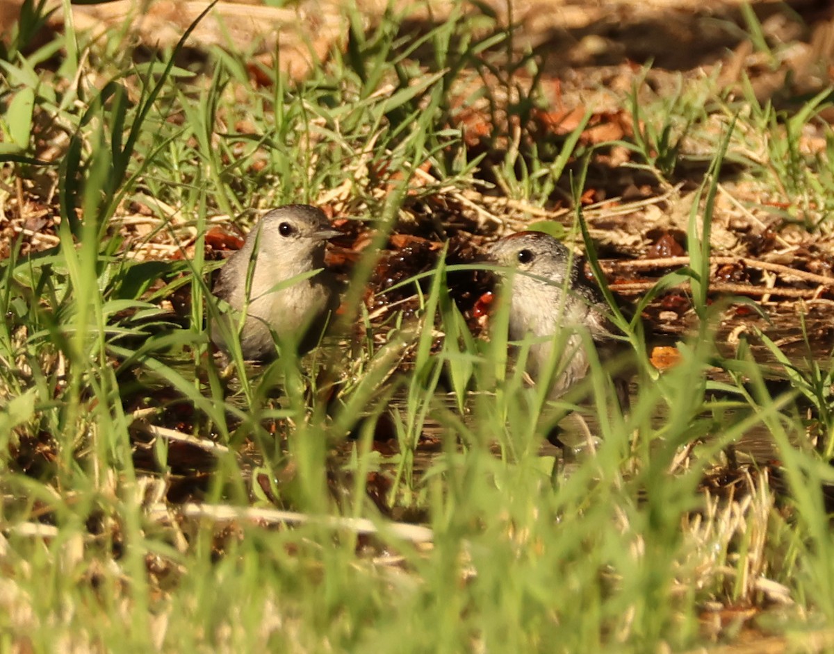 Lucy's Warbler - ML638684315