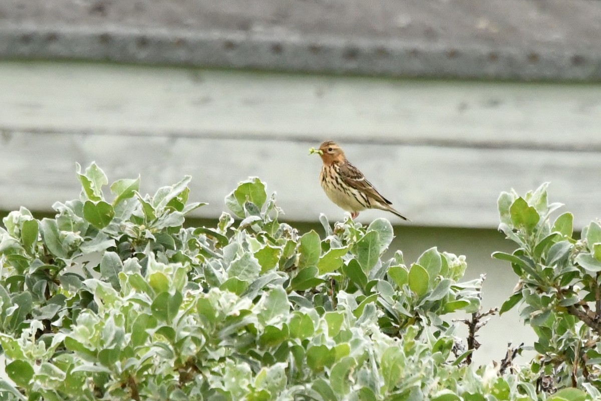 Red-throated Pipit - ML638684322