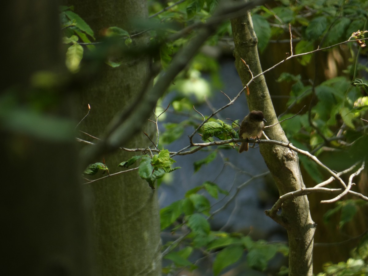 Eastern Phoebe - ML638684324