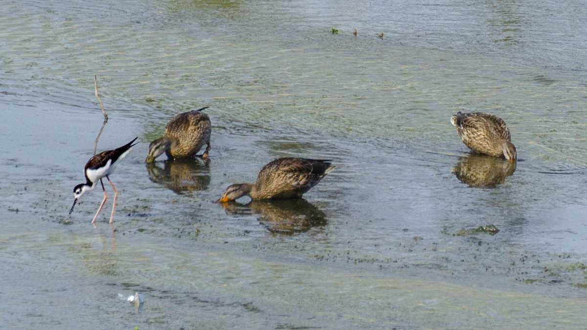Mallard - ML638684325