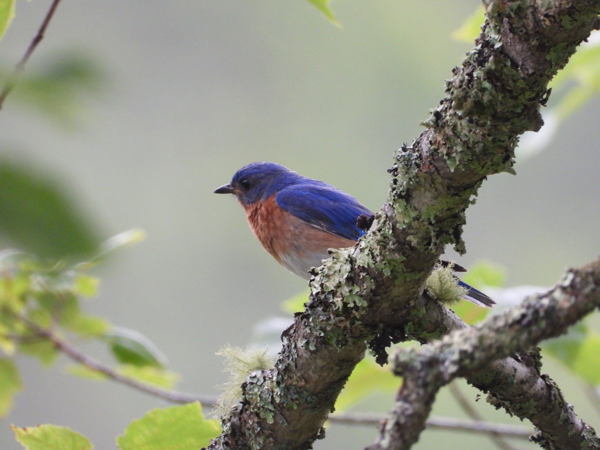 Eastern Bluebird - ML638684331