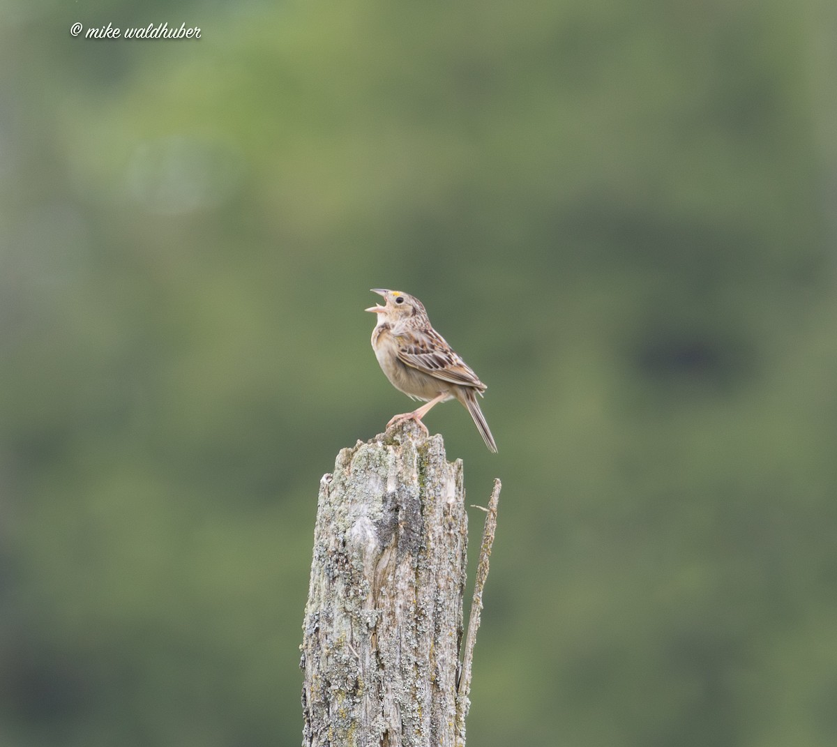Grasshopper Sparrow - ML638684332