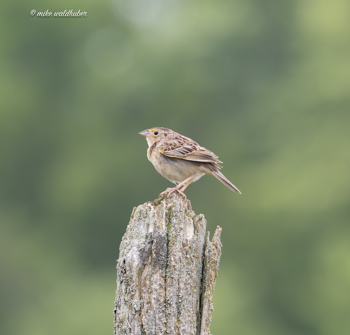Grasshopper Sparrow - ML638684333