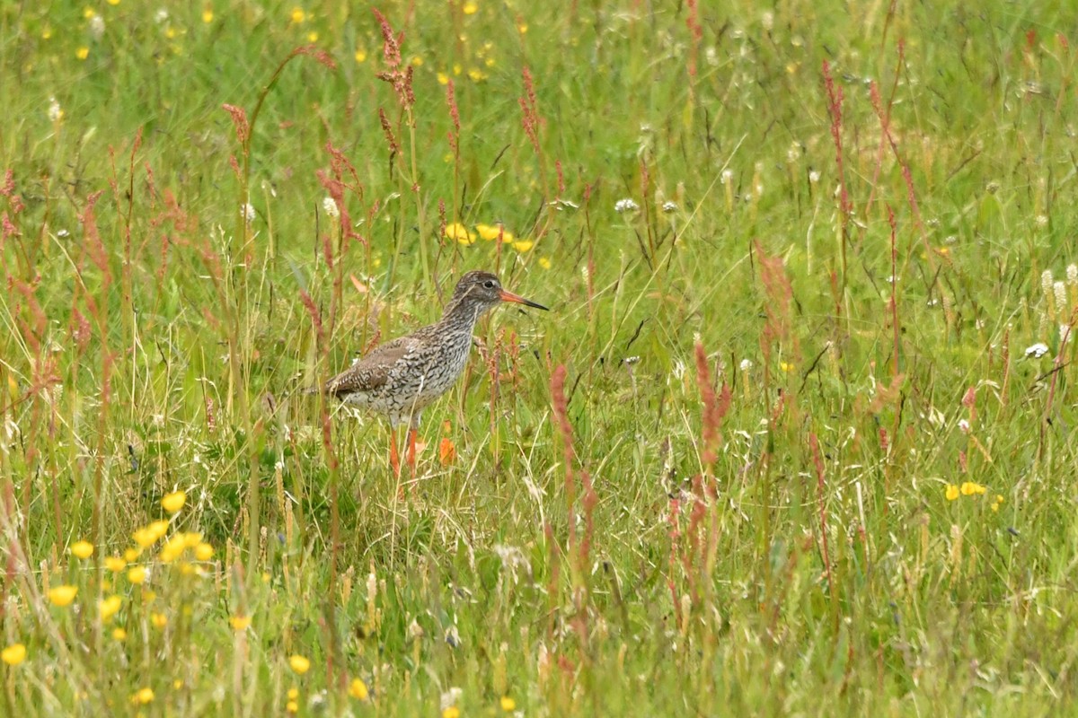 Common Redshank - ML638684335