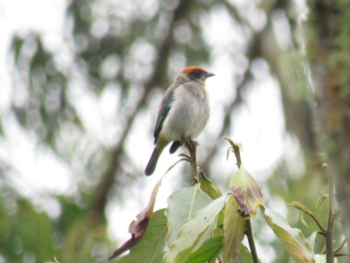 Scrub Tanager - ML638684336