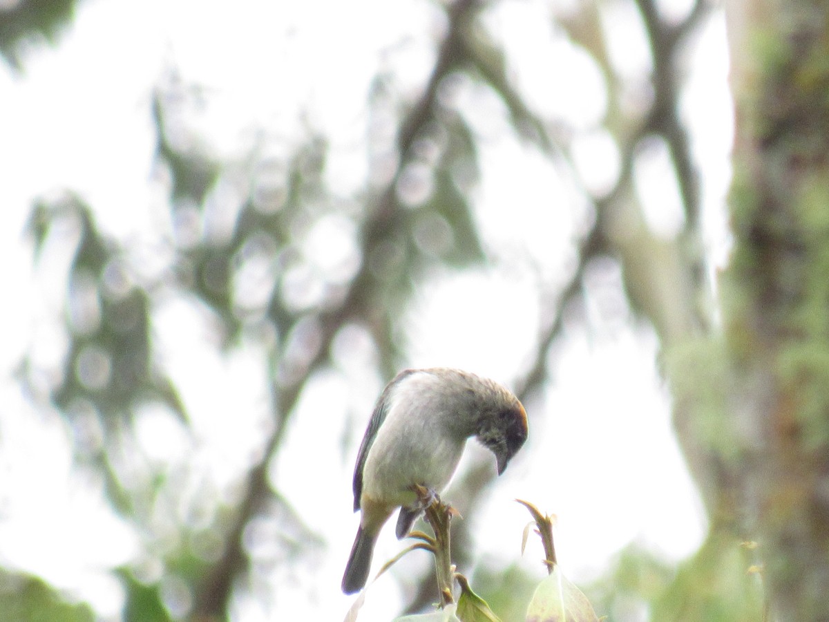 Scrub Tanager - ML638684337