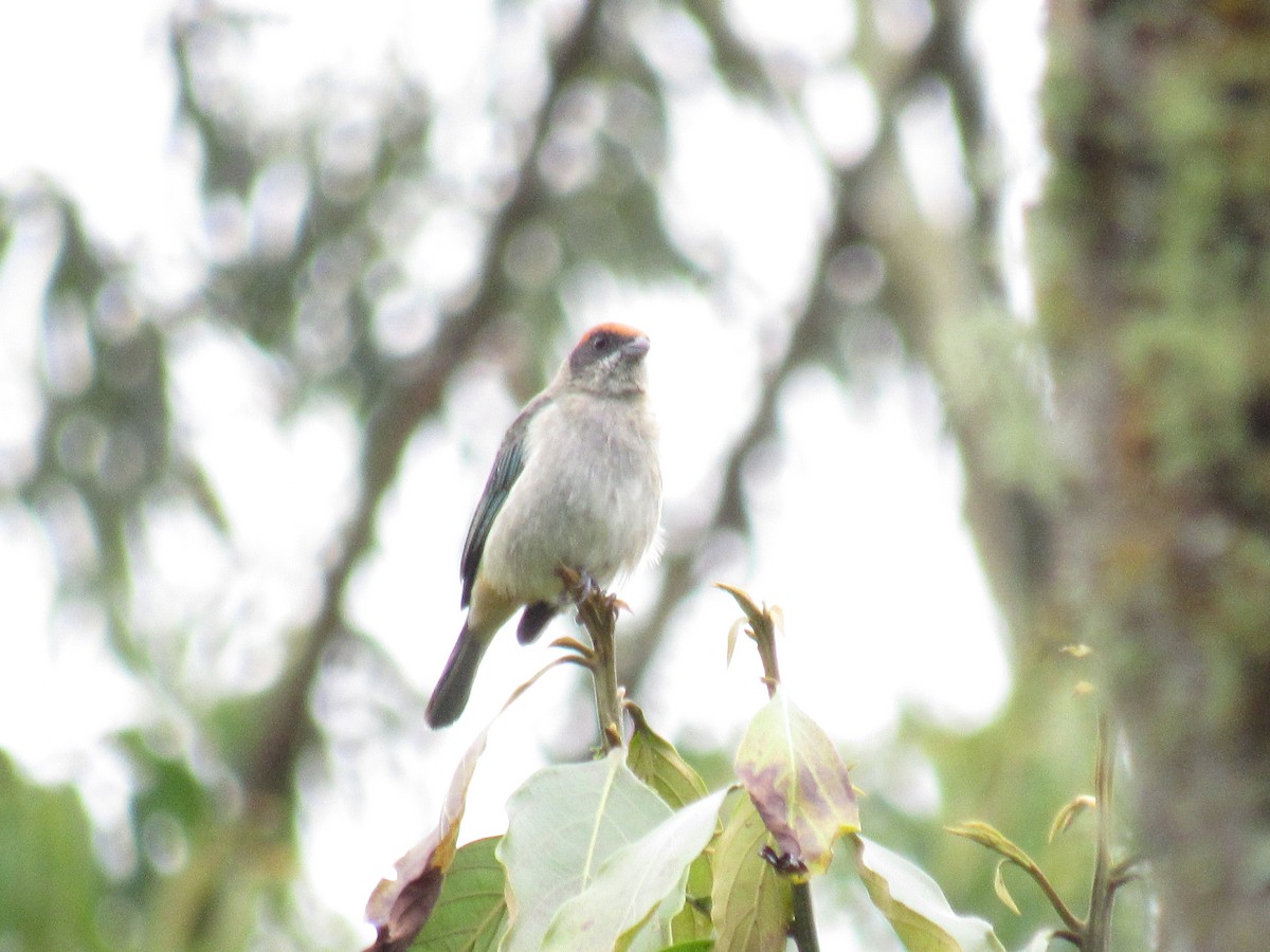 Scrub Tanager - ML638684338