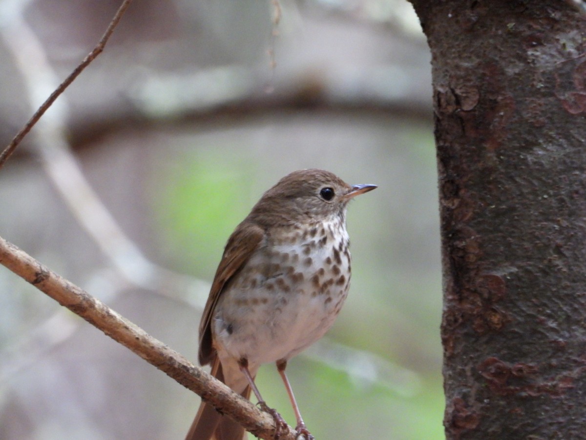 Hermit Thrush - ML638684341