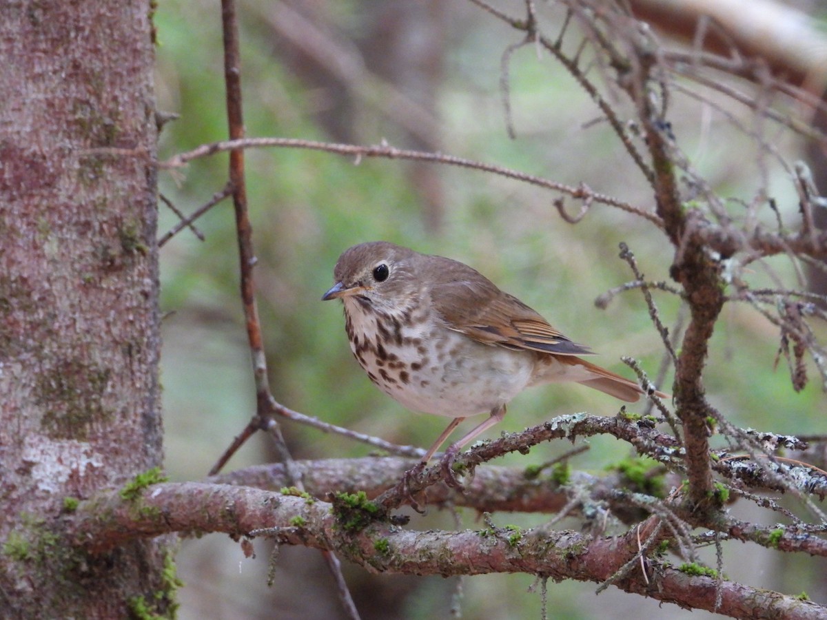 Hermit Thrush - ML638684343