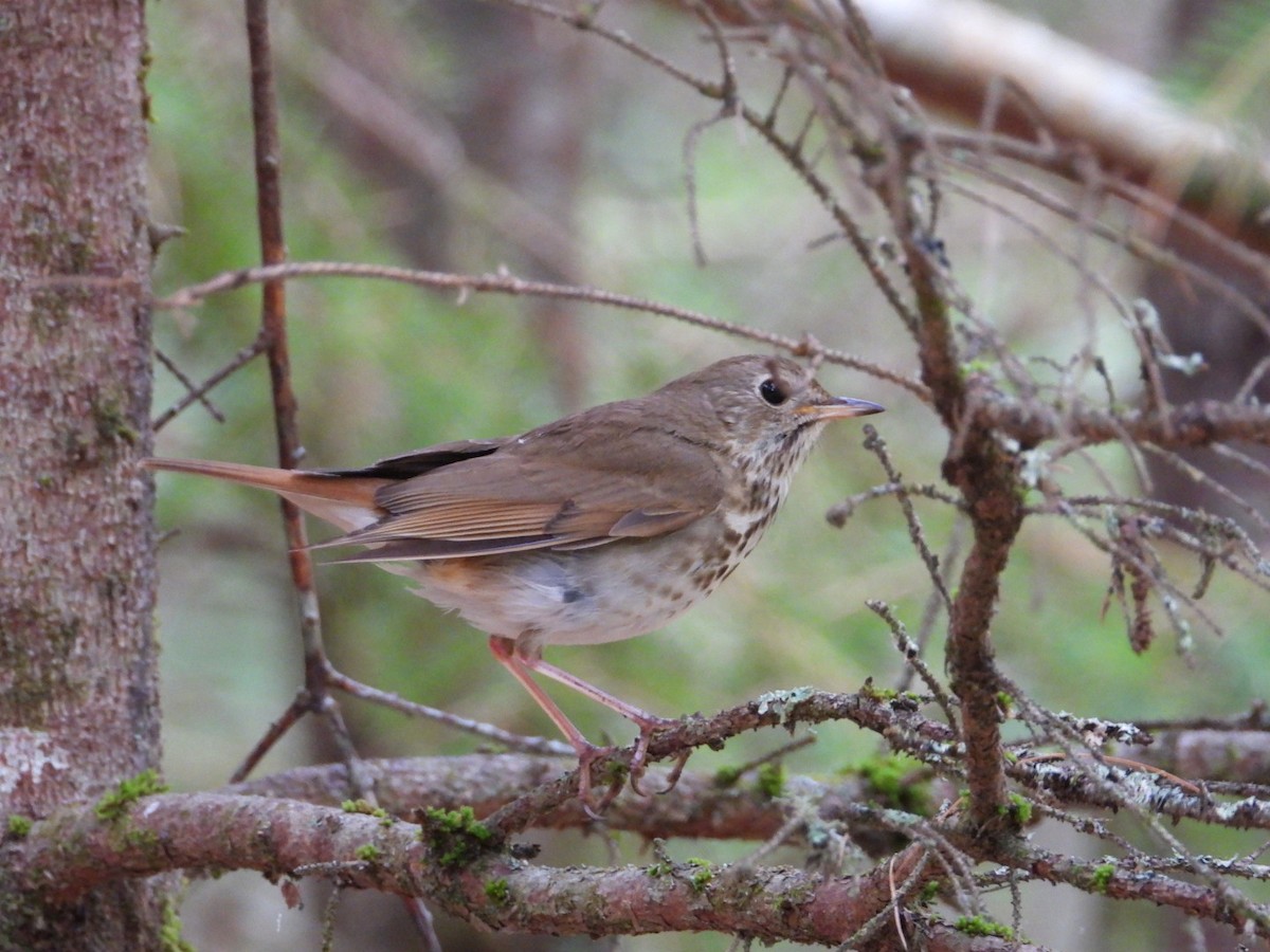 Hermit Thrush - ML638684344