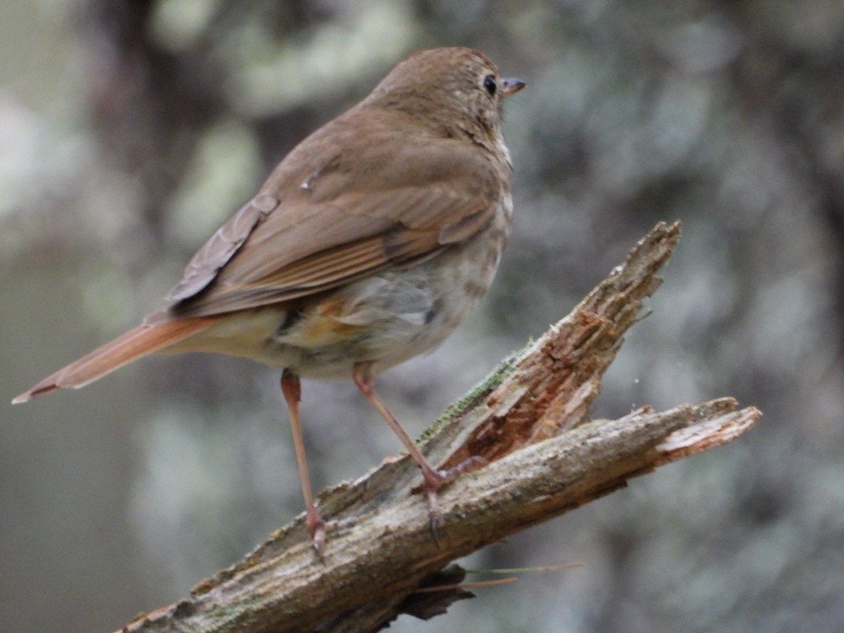 Hermit Thrush - ML638684346