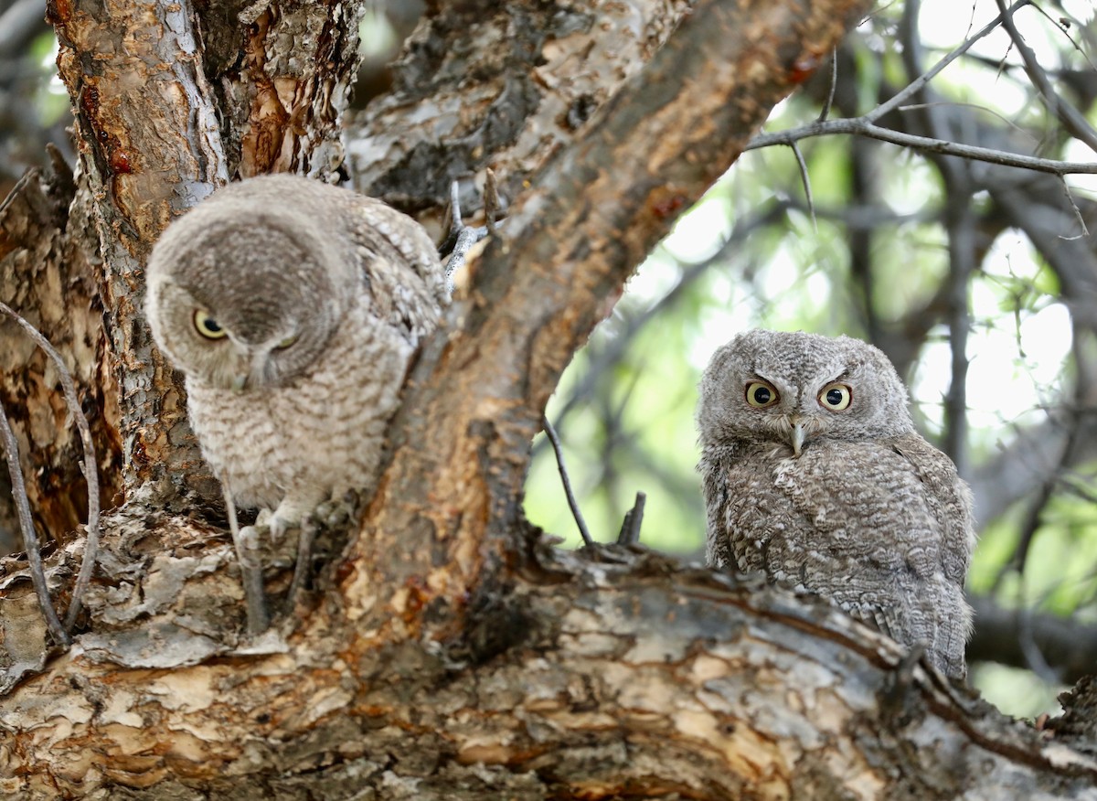 Eastern Screech-Owl - ML638684347