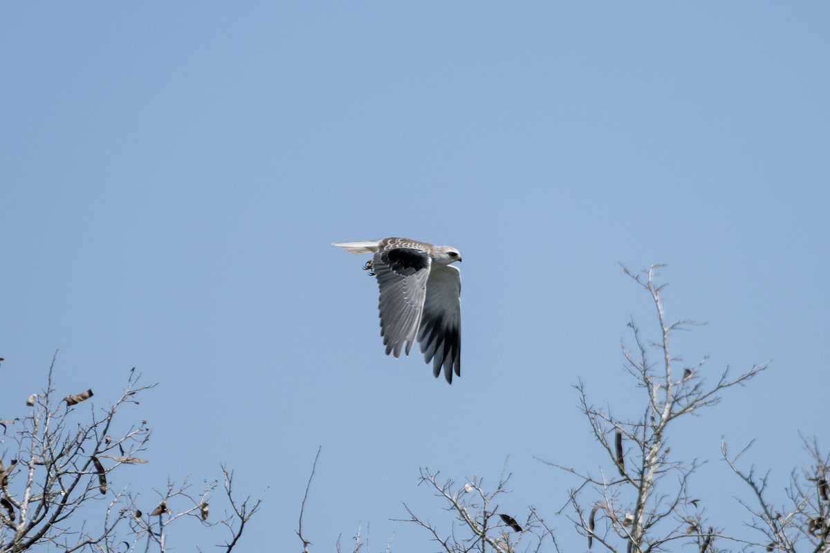 Black-winged Kite - ML638684349