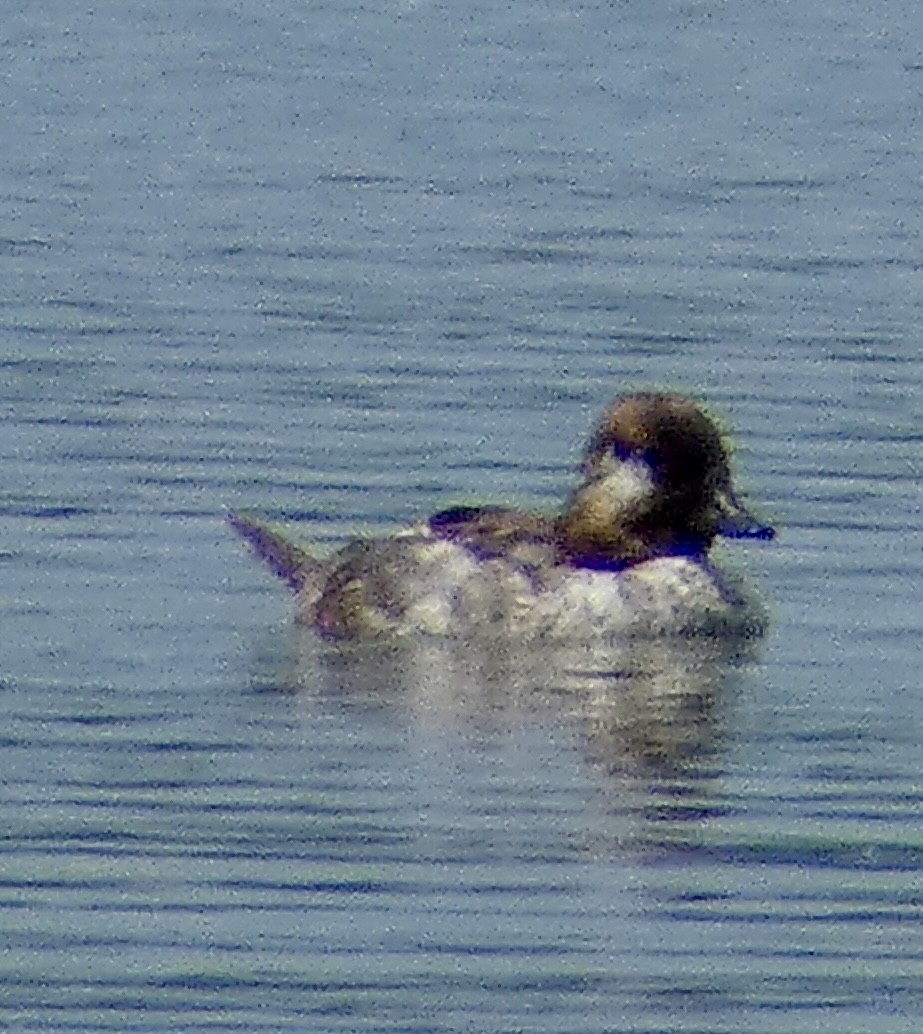 Bufflehead - ML638684354