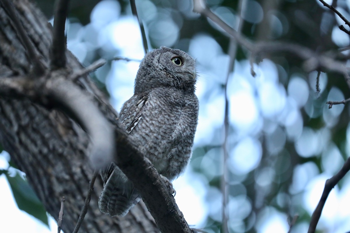 Eastern Screech-Owl - ML638684365