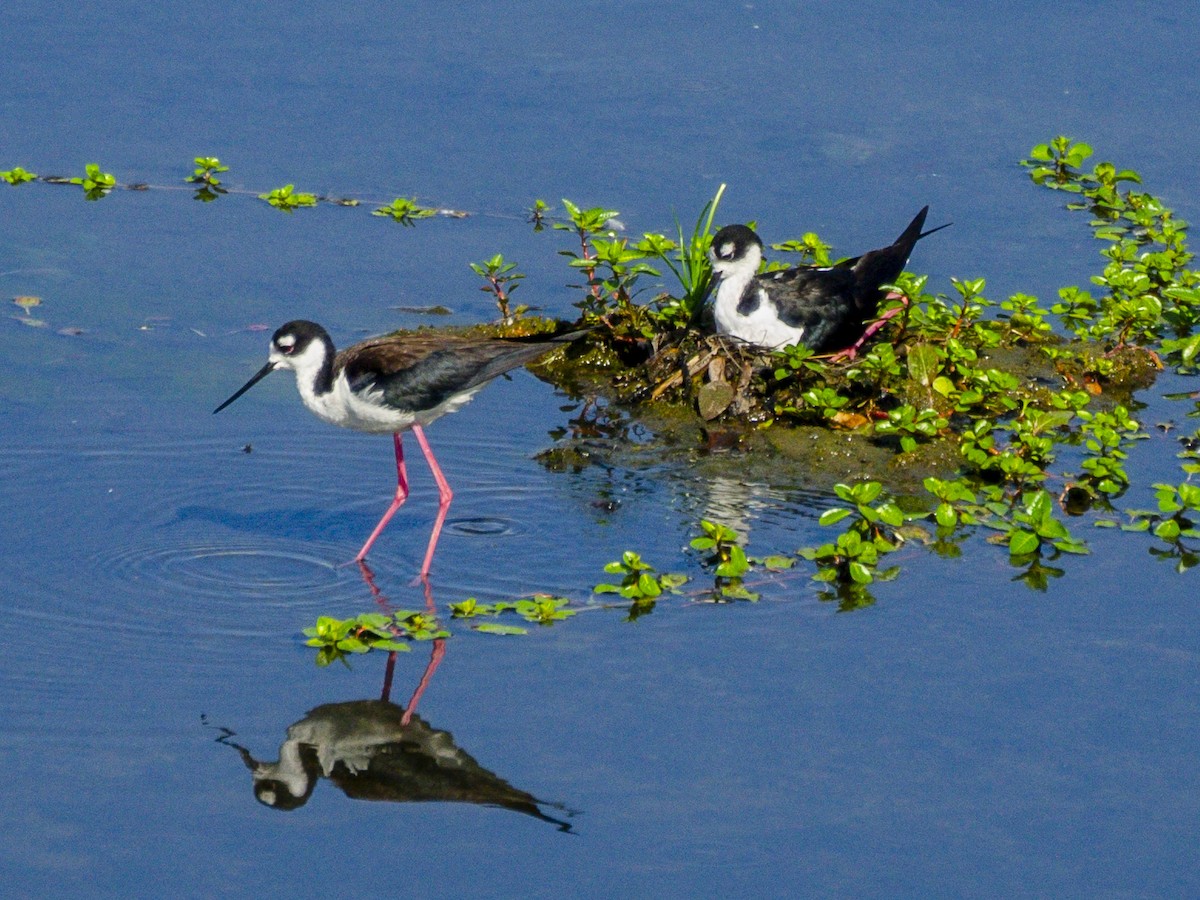 Black-necked Stilt - ML638684403