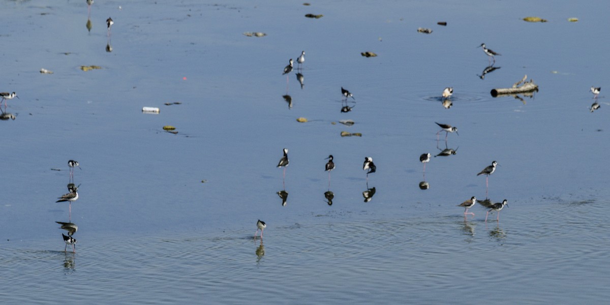 Black-necked Stilt - ML638684409