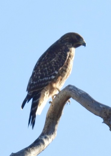 Red-shouldered Hawk - ML638684412