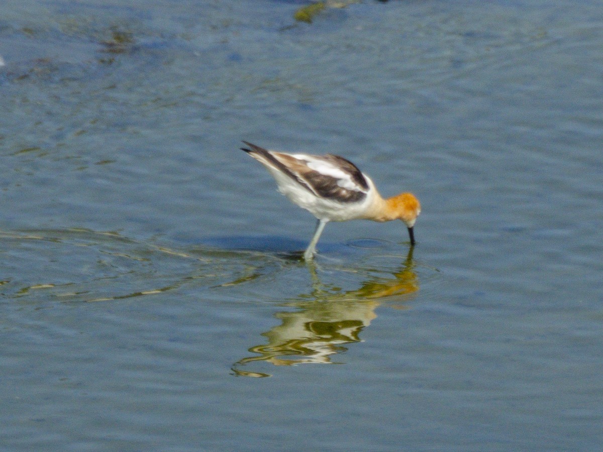 American Avocet - ML638684413