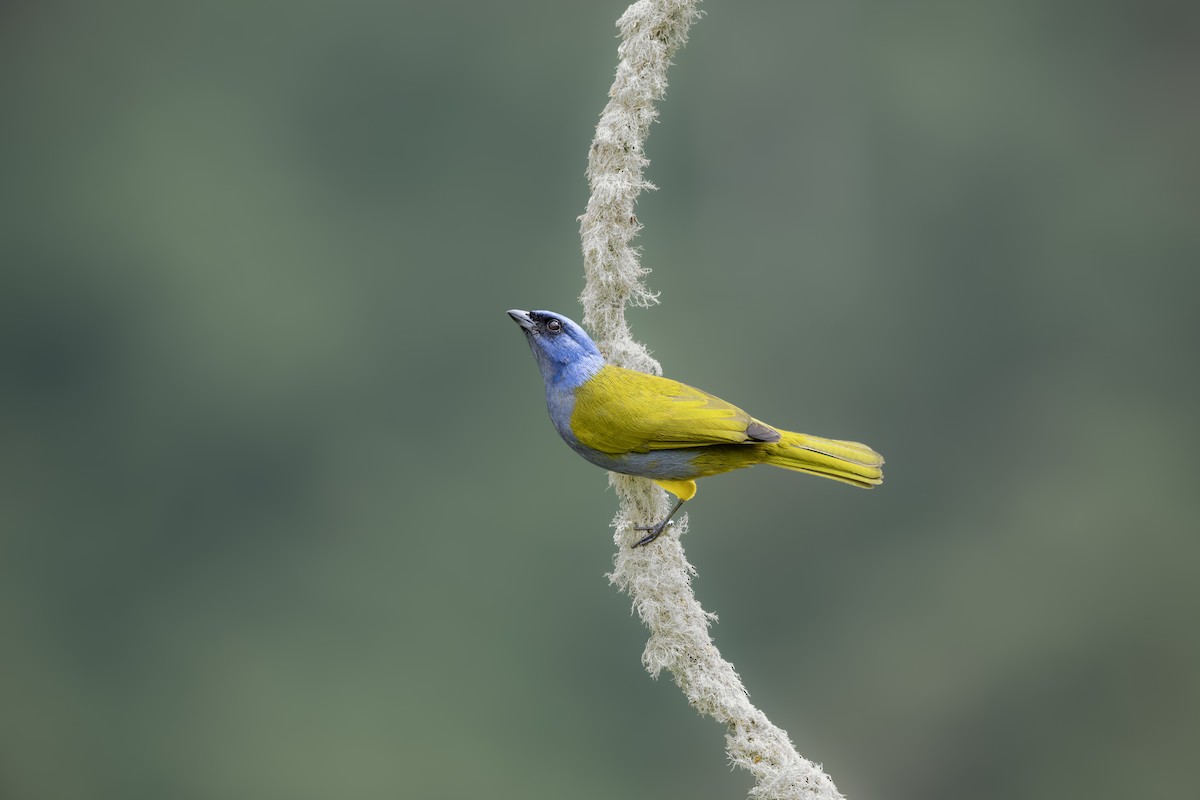 Blue-capped Tanager - ML638684425