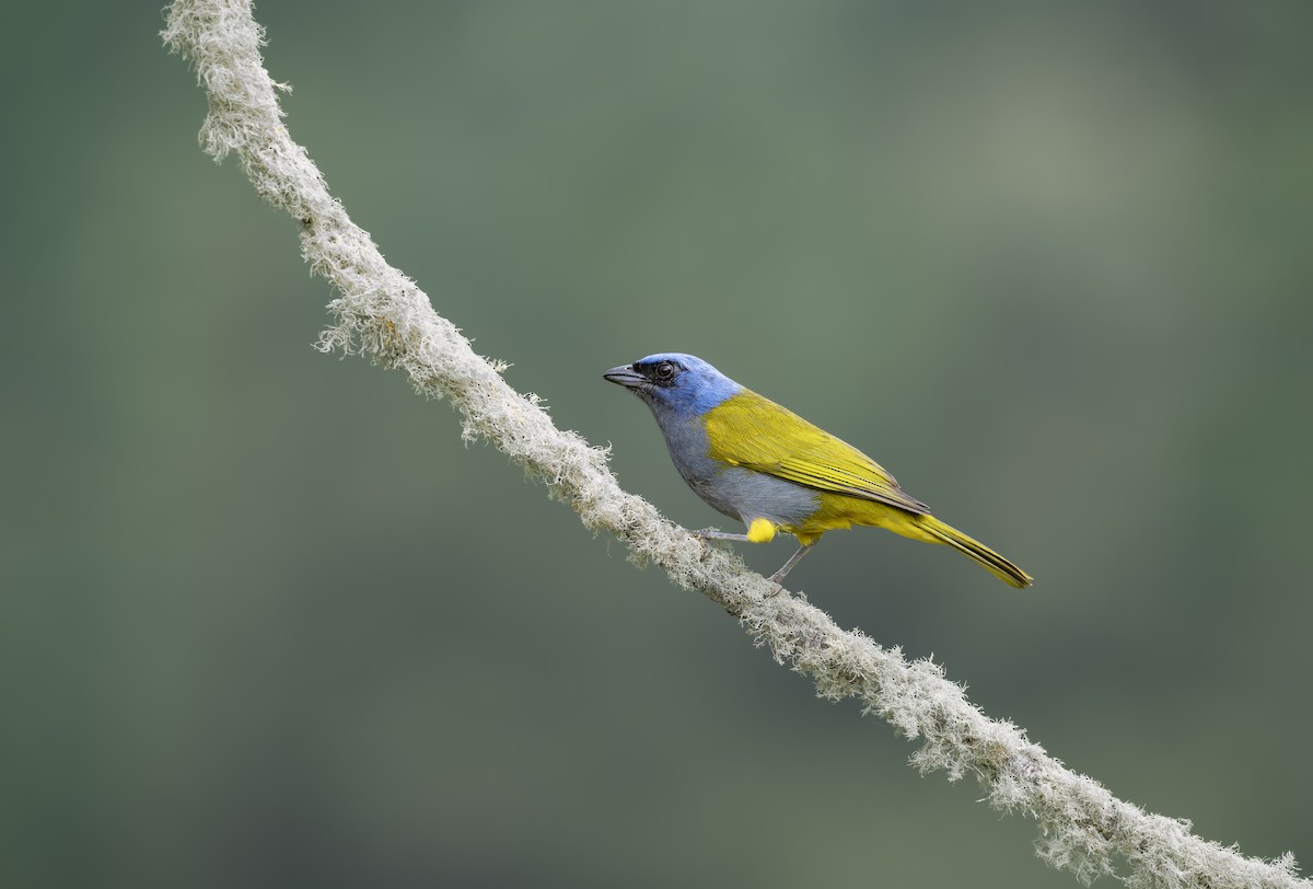 Blue-capped Tanager - ML638684426