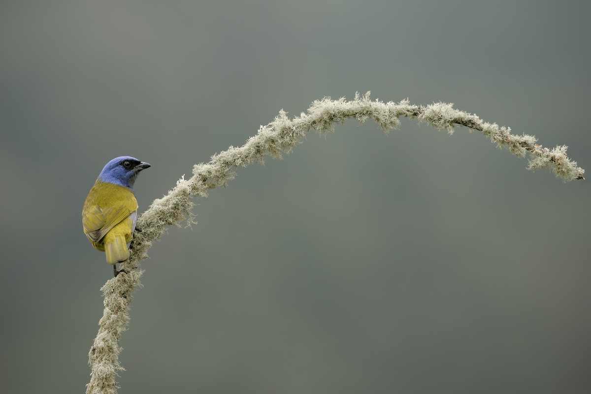 Blue-capped Tanager - ML638684427