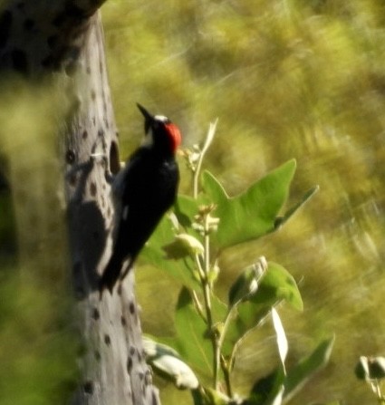 Acorn Woodpecker - ML638684429