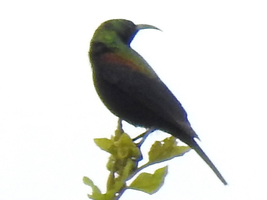 Suimanga Cobrizo - ML638684461