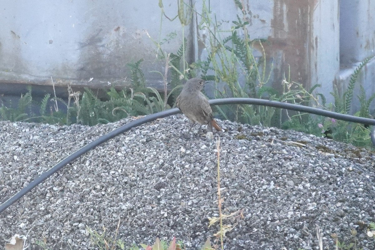 Rougequeue noir - ML638684494