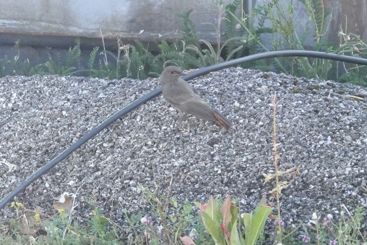 Rougequeue noir - ML638684502