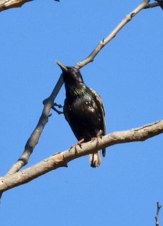 Sığırcık - ML638684512