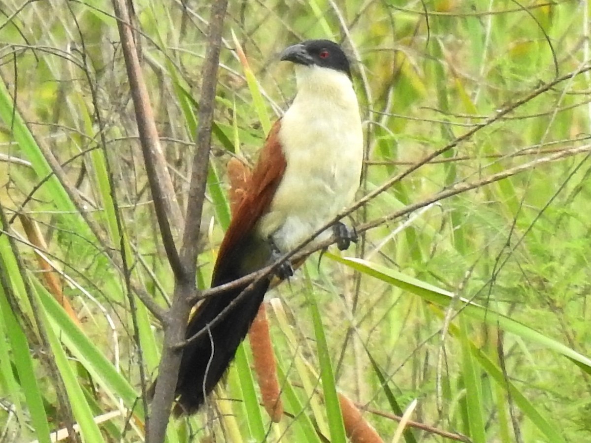 Coppery-tailed Coucal - ML638684545