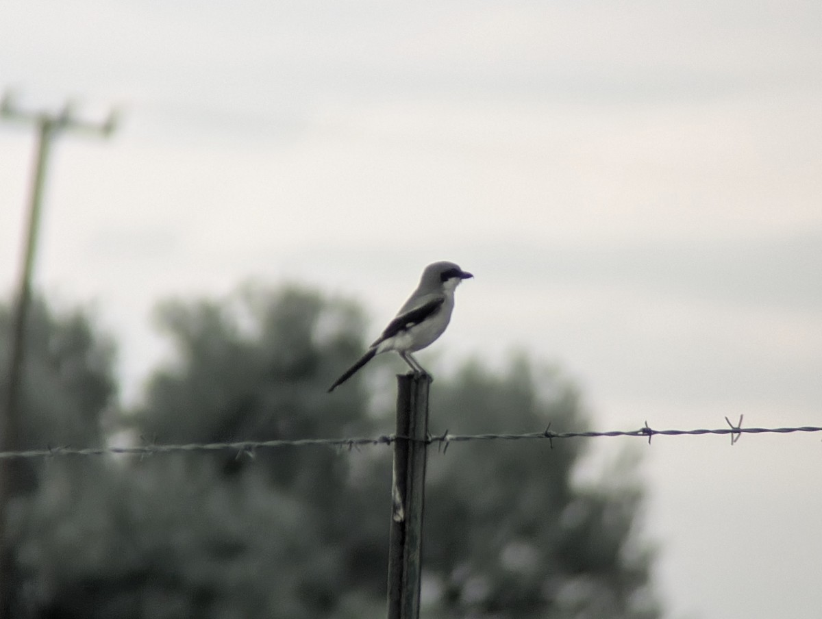 Loggerhead Shrike - ML638684562