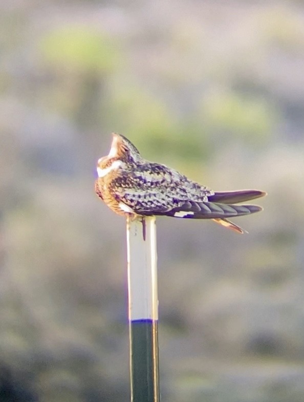 Common Nighthawk - ML638684609