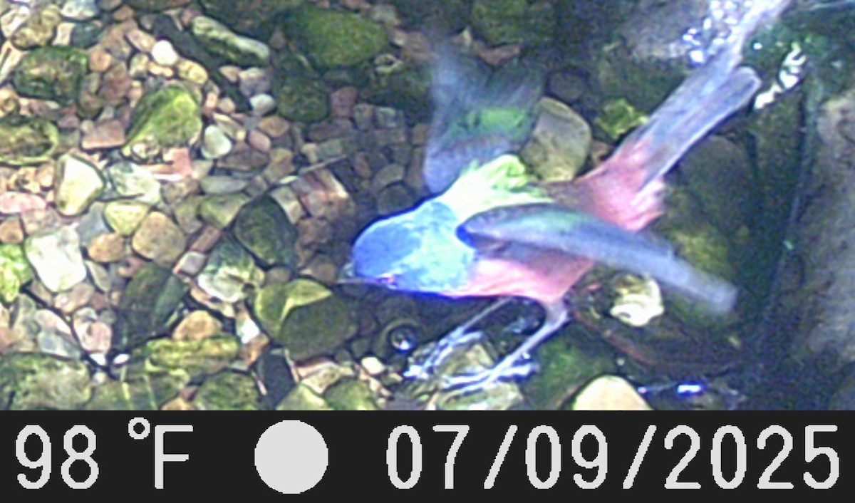 Painted Bunting - ML638684654