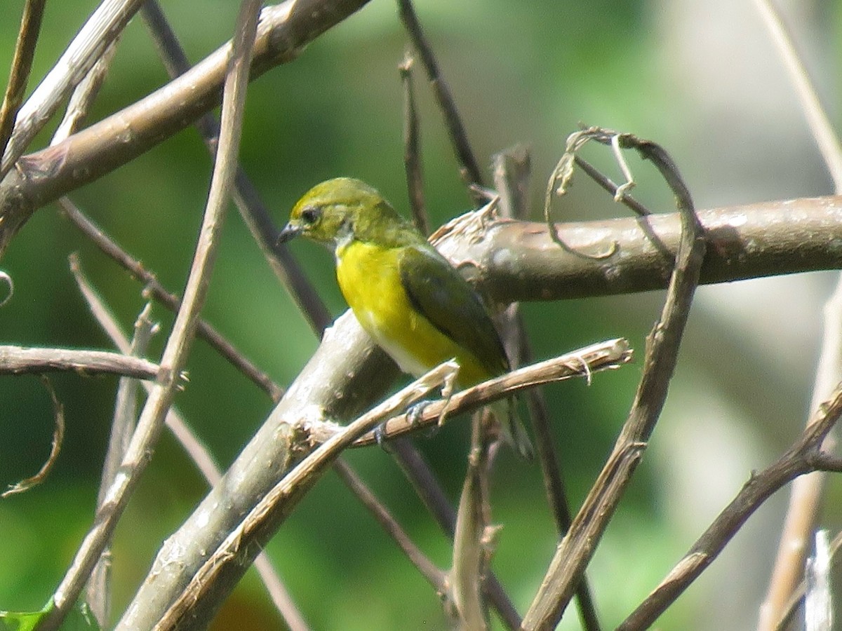 White-vented Euphonia - ML638684670