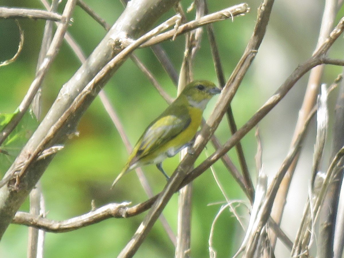 White-vented Euphonia - ML638684671
