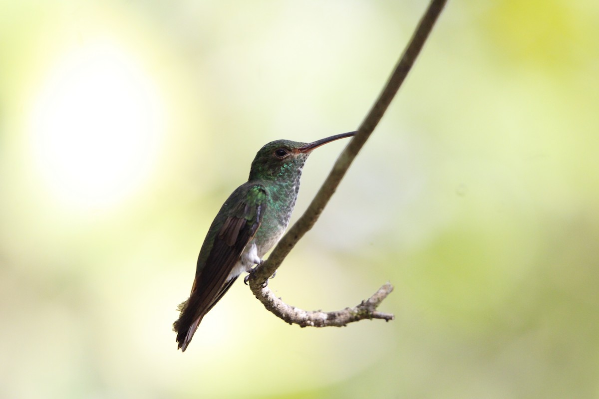 Rufous-tailed Hummingbird - ML638684691