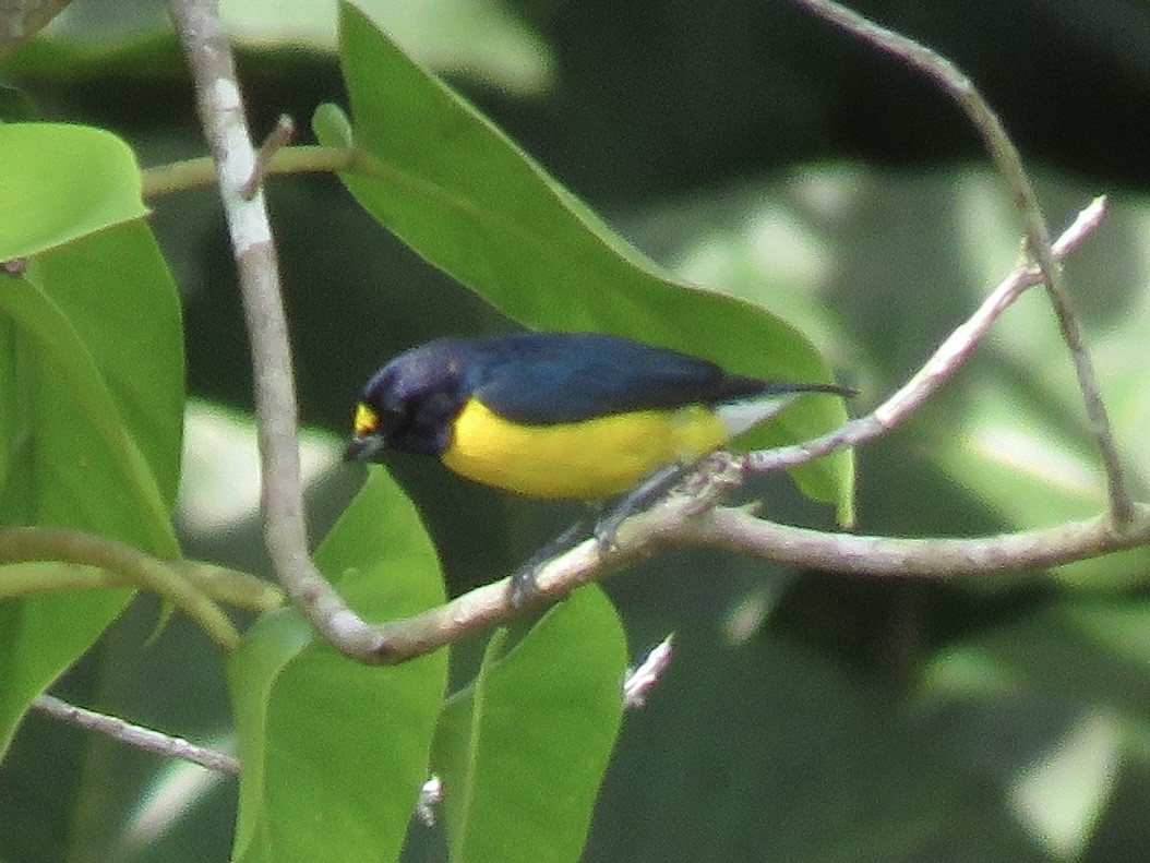 White-vented Euphonia - ML638684702