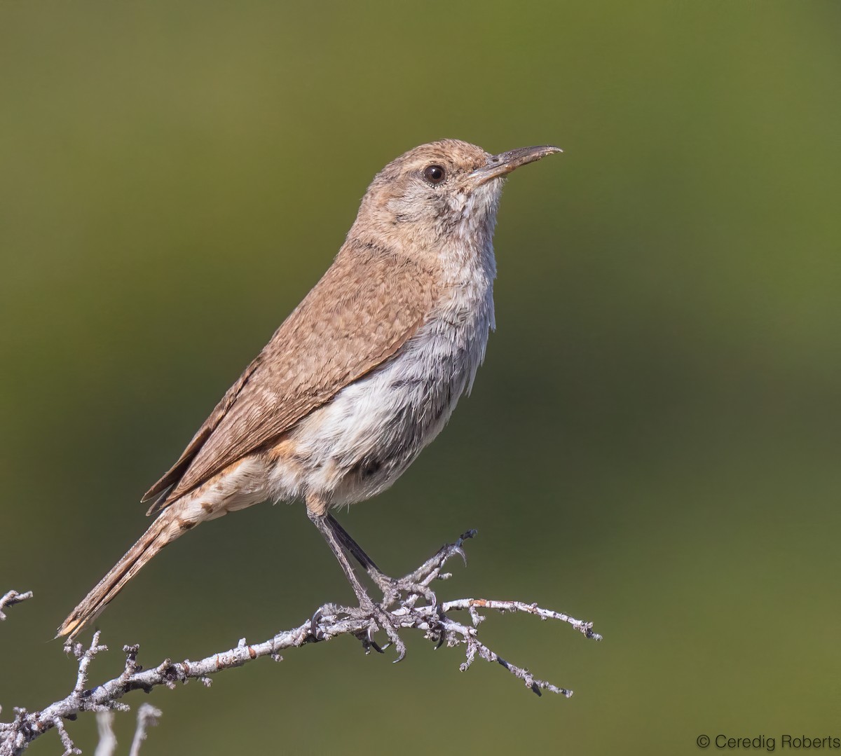 Rock Wren - ML638684753