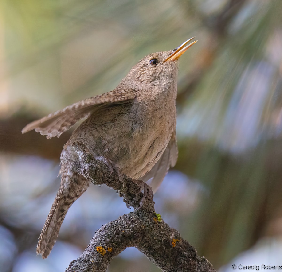Northern House Wren - ML638684762
