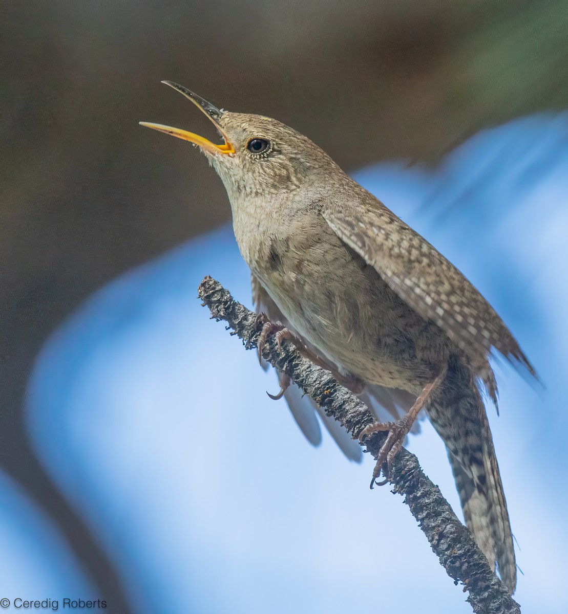 Northern House Wren - ML638684763