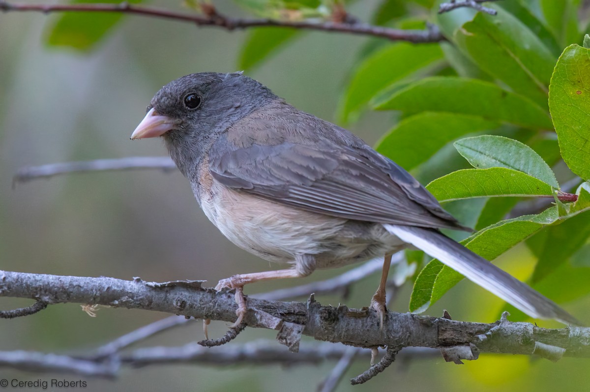 Dark-eyed Junco - ML638684787
