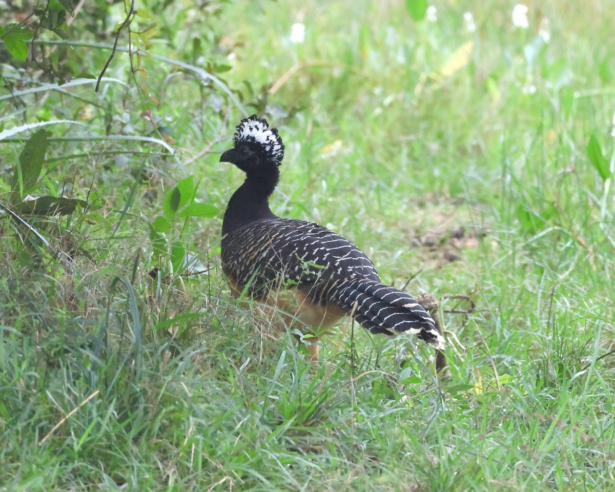 Bare-faced Curassow - ML638684791