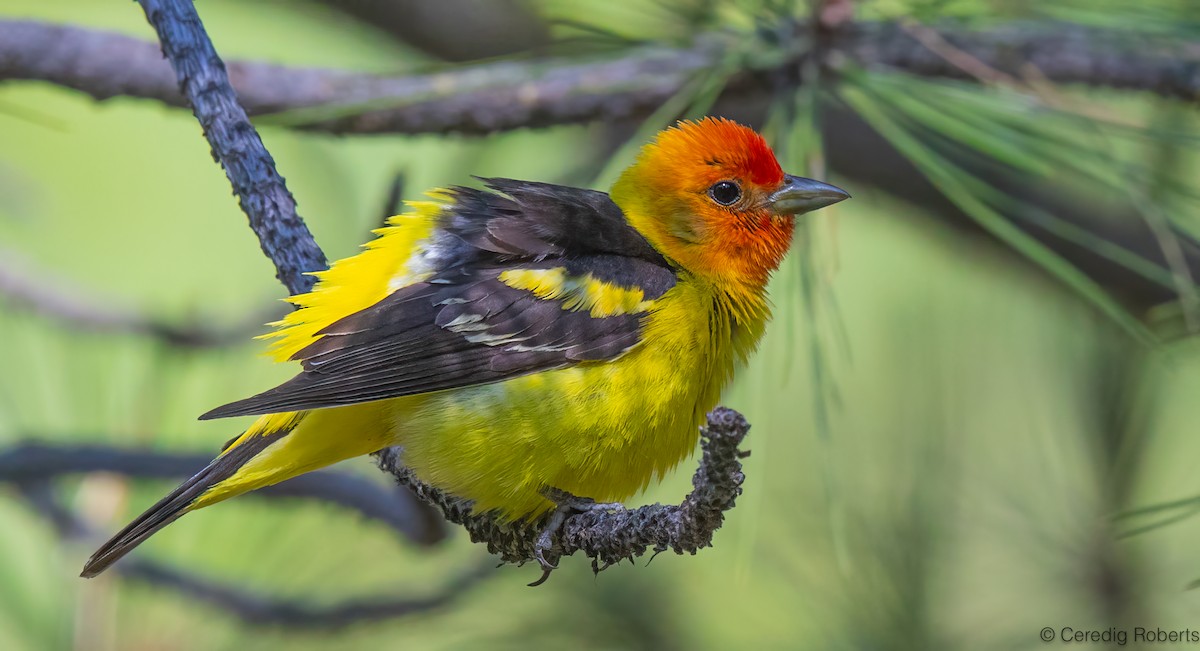 Western Tanager - ML638684799