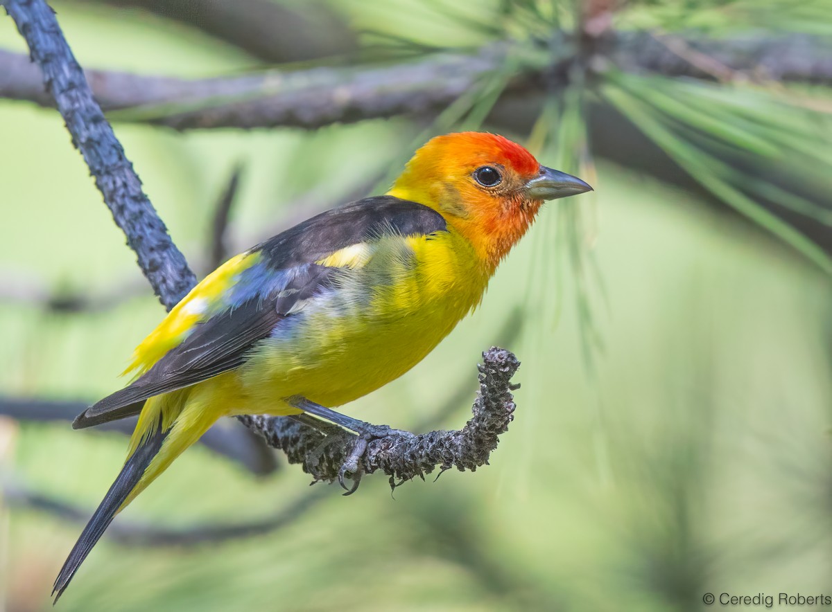 Western Tanager - ML638684800