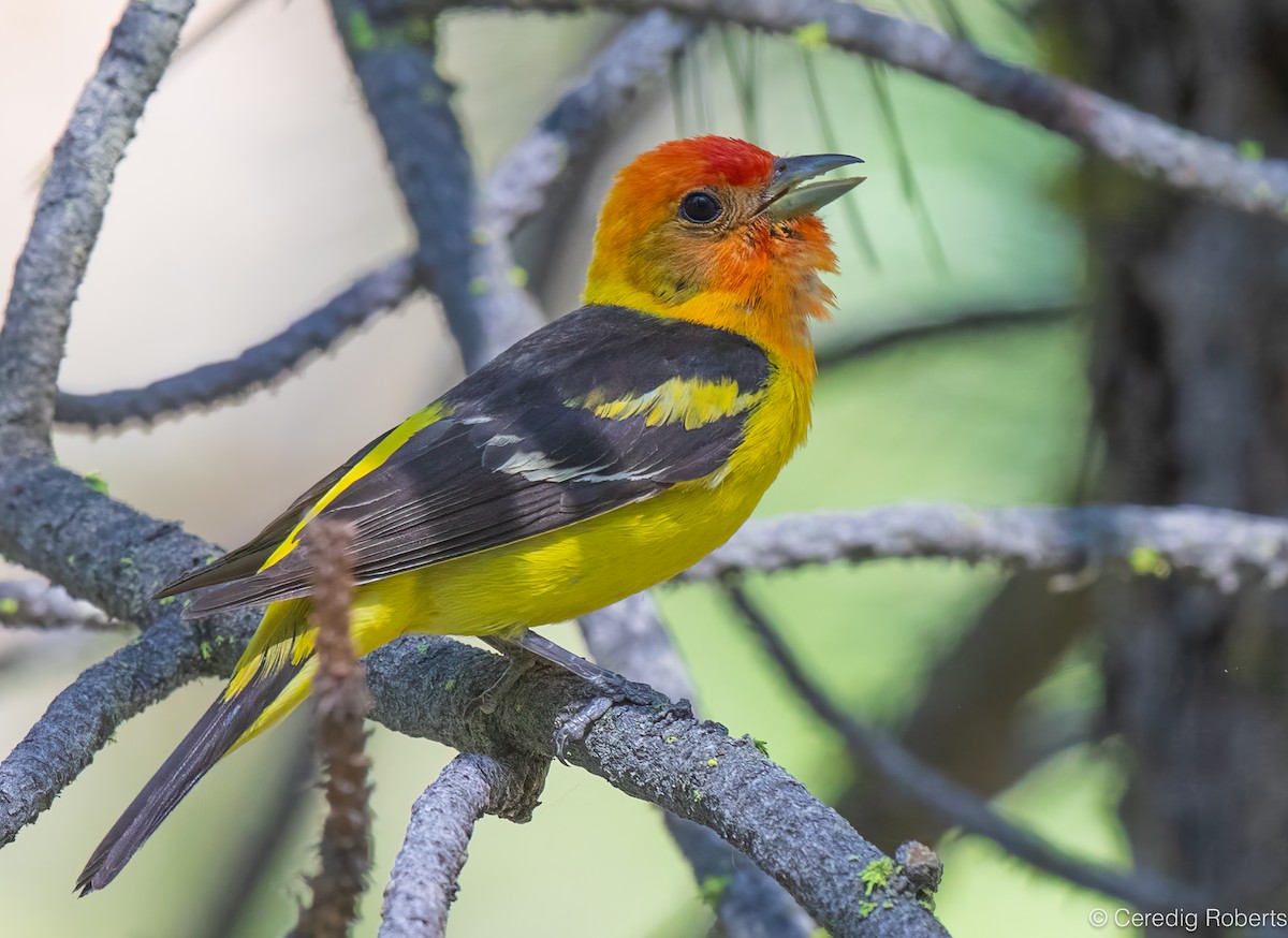 Western Tanager - ML638684809
