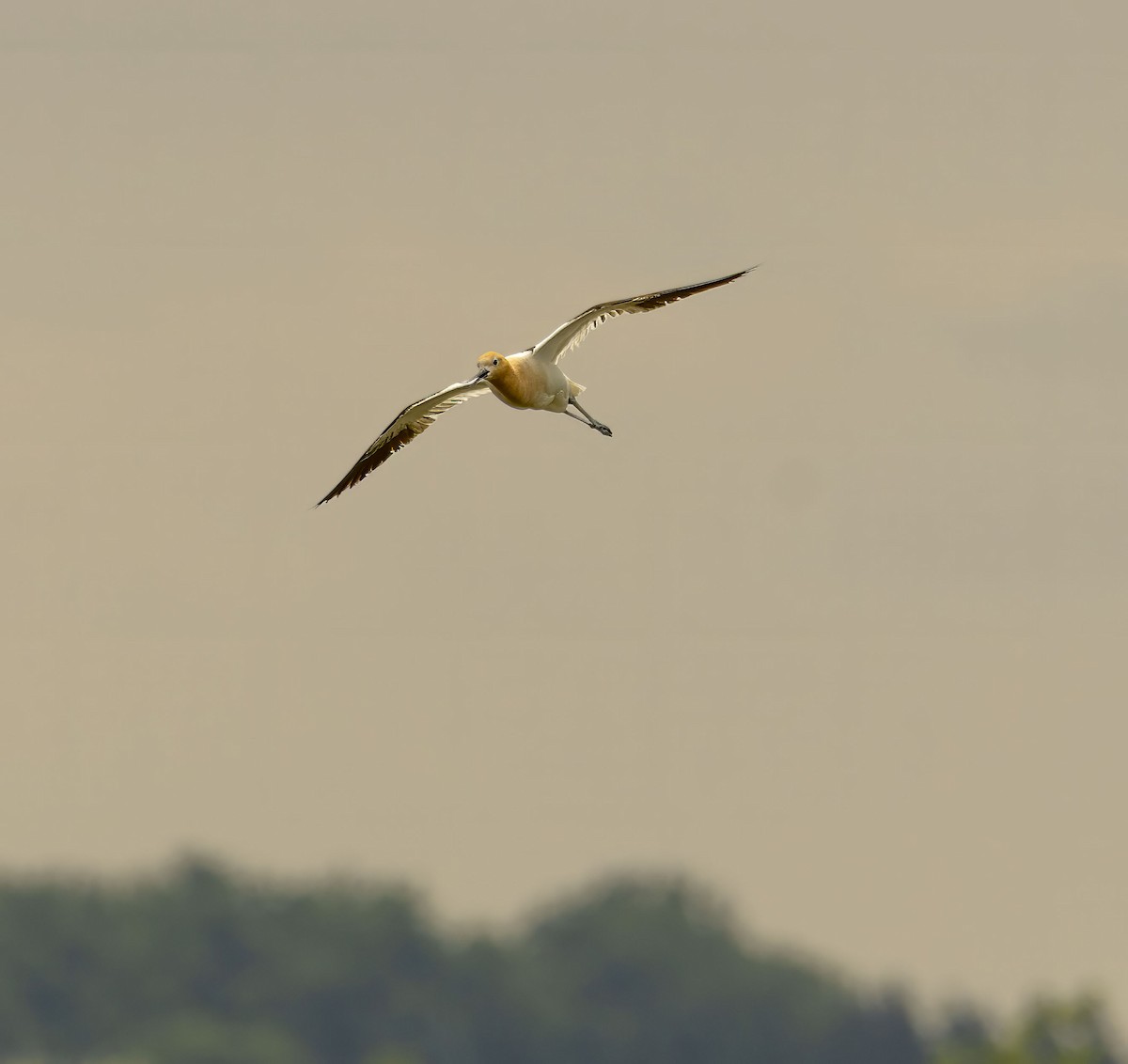American Avocet - ML638684816
